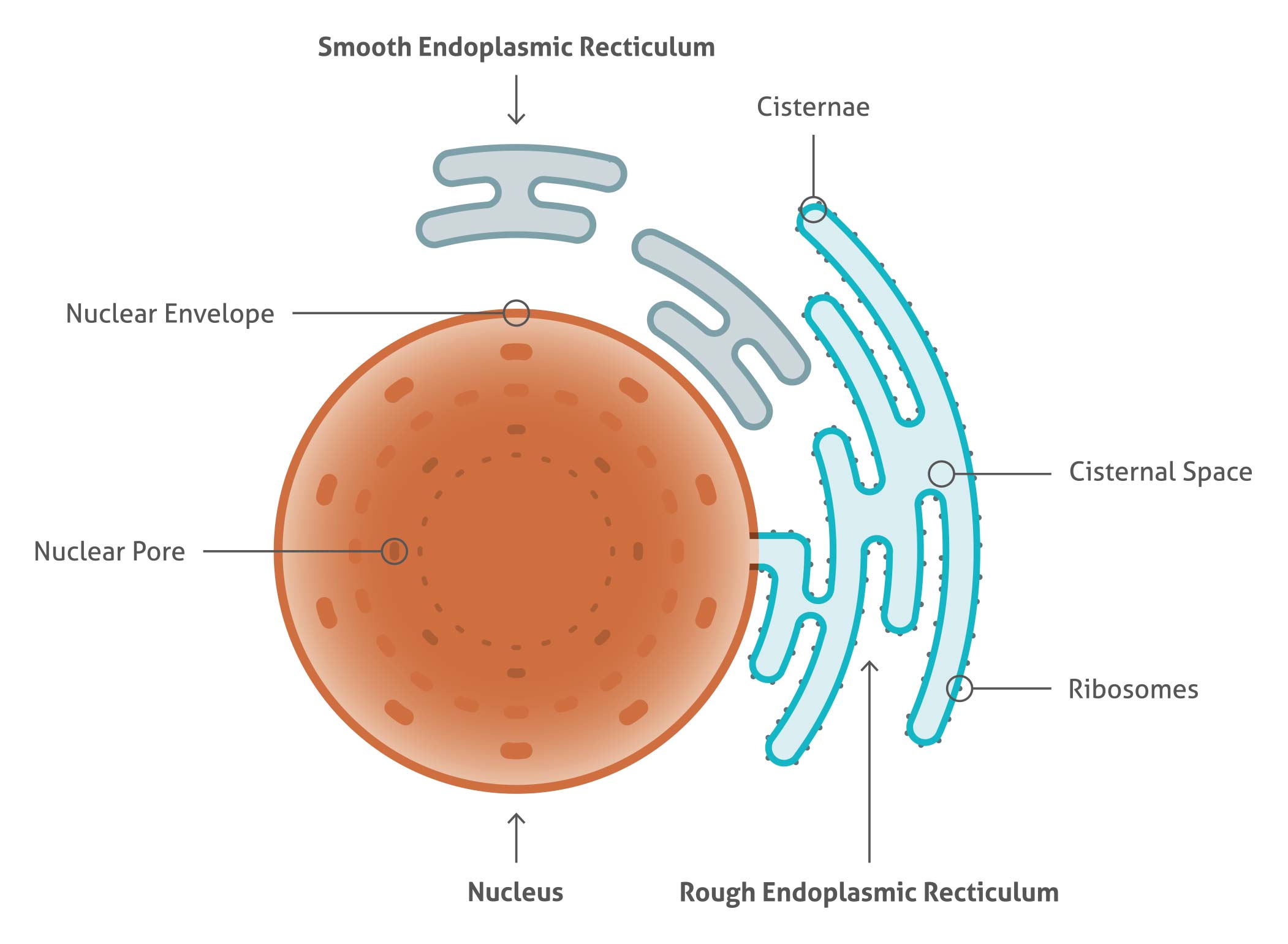 antibodies for er stress proteintech group endoplasmic reticulum