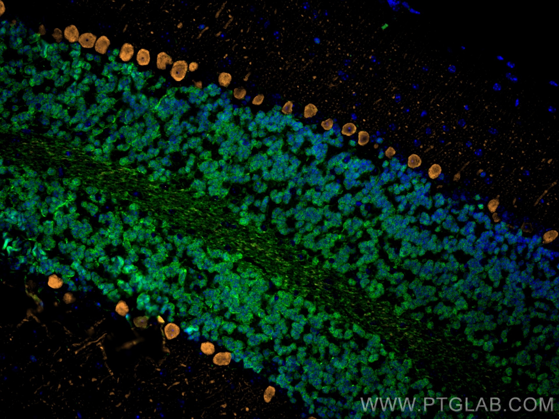 Immunofluorescence (IF) analysis of mouse cerebellum FFPE tissue stained with rabbit anti-NeuN polyclonal antibody (26975-1-AP, green) and mouse anti-Calbindin-D28k monoclonal antibody (66394-1-Ig, orange). Multi-rAb CoraLite® Plus 488-Goat Anti-Rabbit Recombinant Secondary Antibody (H+L) (RGAM002, 1:500) and Multi-rAb CoraLite® Plus 555-Goat Anti-Mouse Recombinant Secondary Antibody (H+L) (RGAM003, 1:500) were used for detection.  