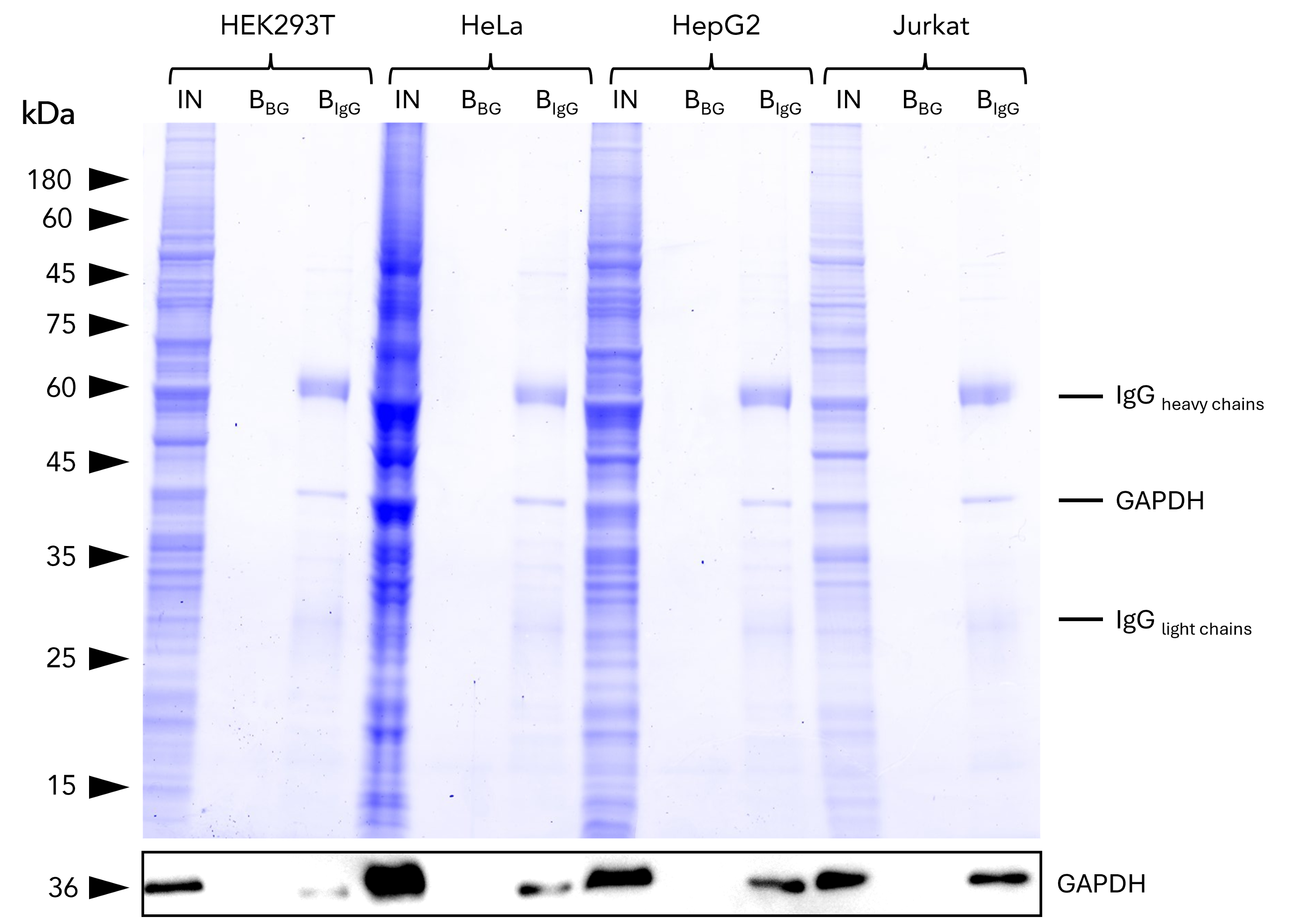 IP of GAPDH from common human cell lines using anti-rabbit IgG/ anti-mouse IgG magnetic VHH agarose