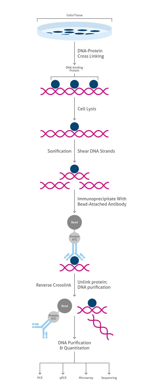proteintech