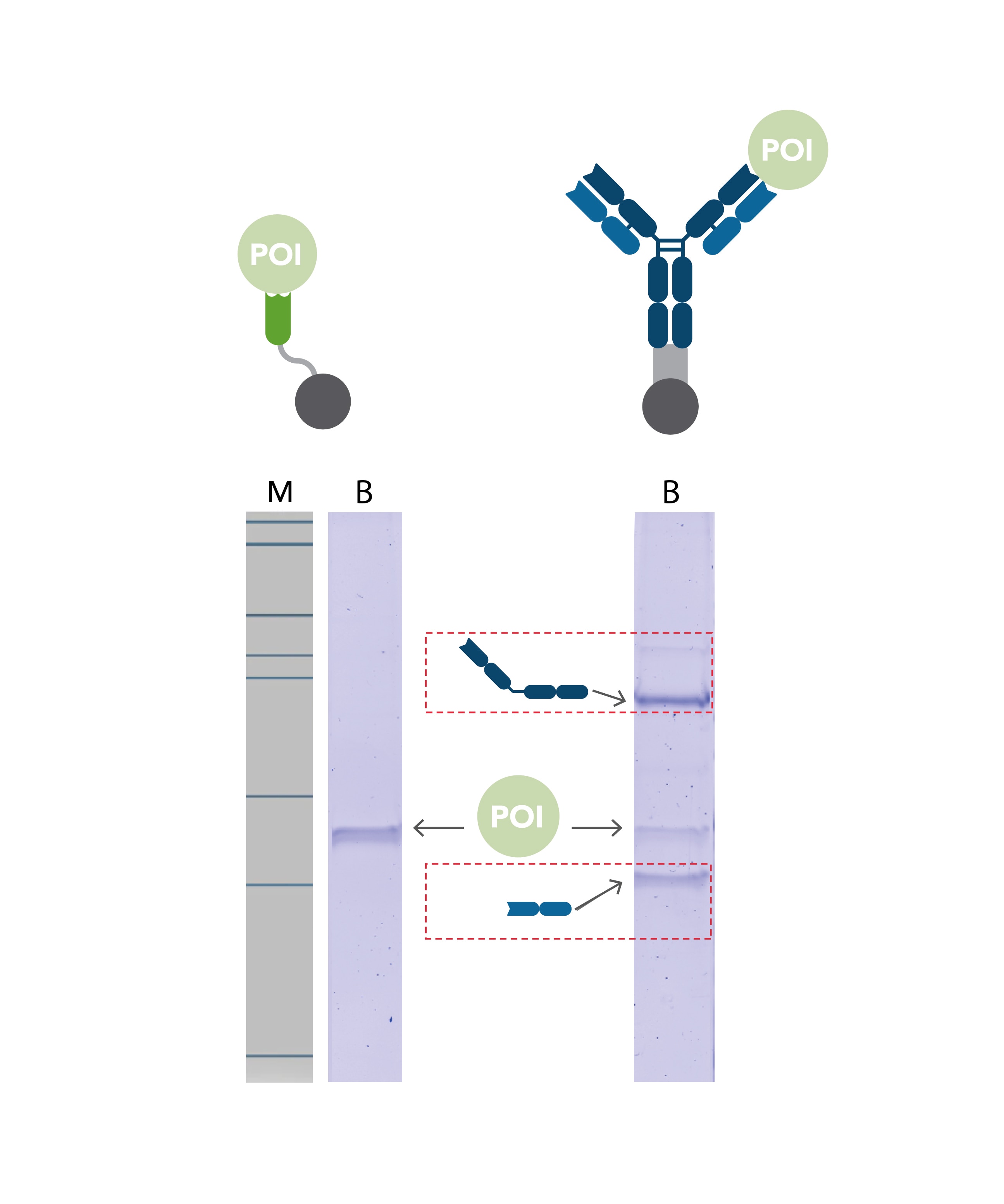 immunoprecipitation (IP) comparison of Chromotek's Nano-Trap and conventional antibody