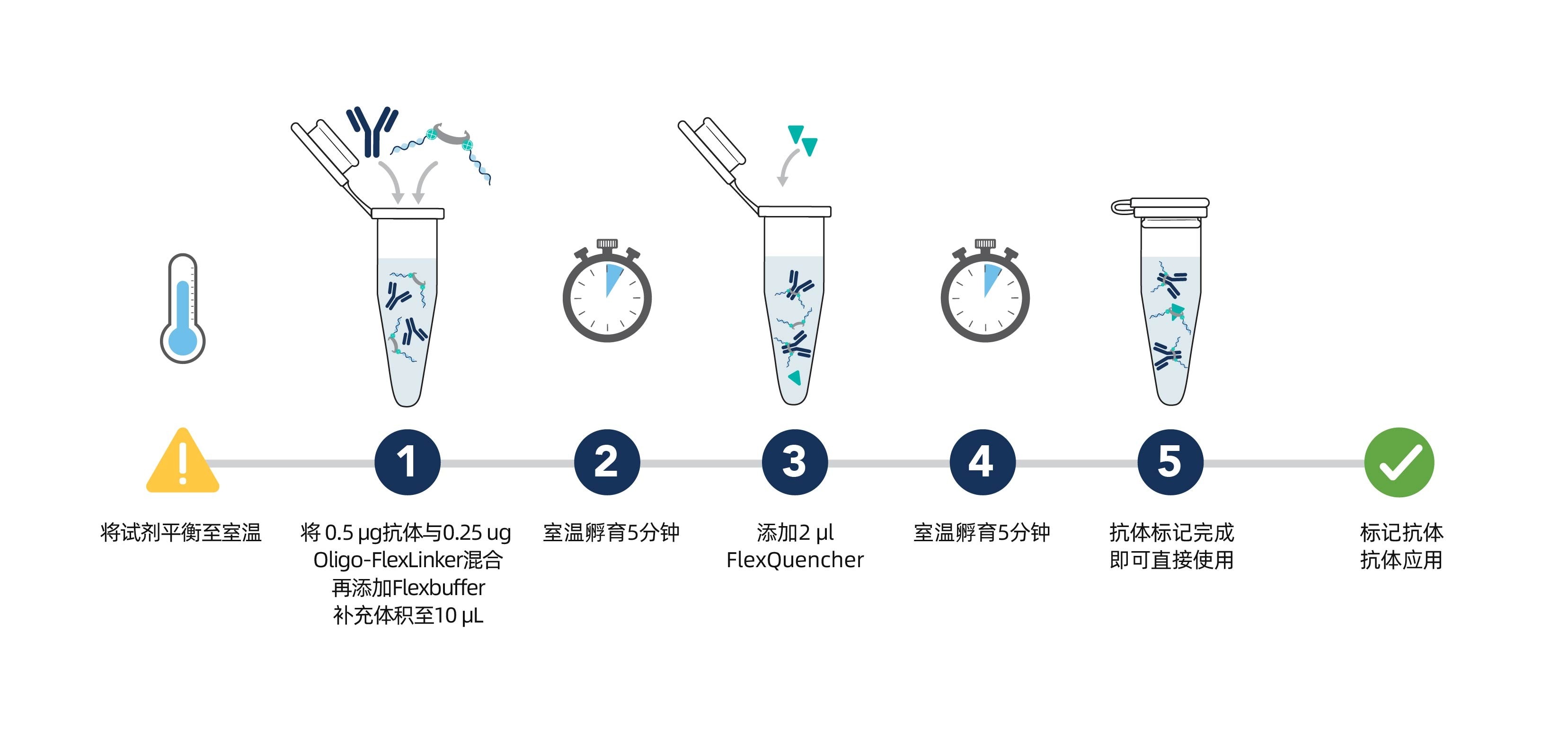 Schematic workflow diagram showing the FlexAble Oligo-Ready conjugation protocol, from equilibrating reagents, mixing antibody with Oligo-FlexLinker and FlexBuffer, two 5‑minute incubations with FlexQuencher addition, to the final antibody&ndash;oligo conjugate ready for use.