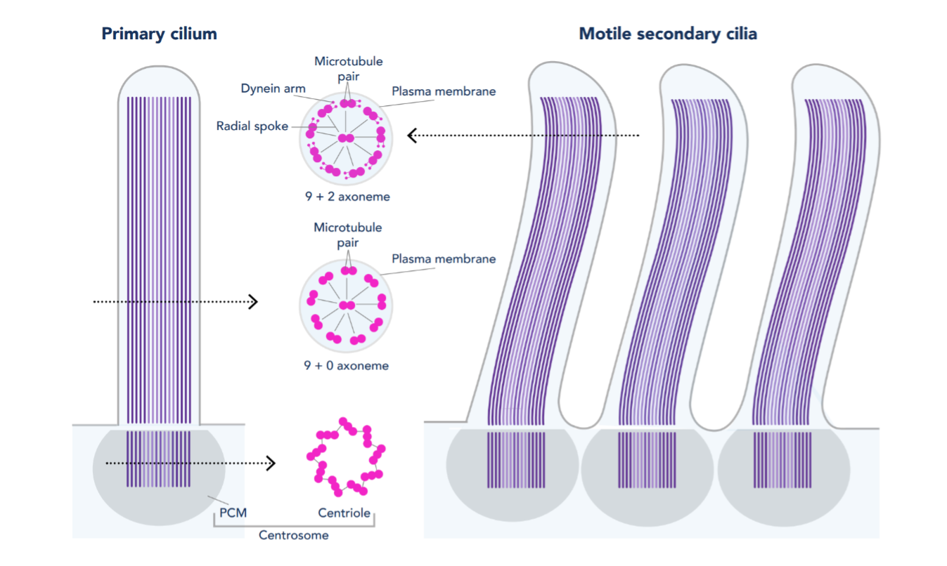 Structure of primary and motile secondary cilia