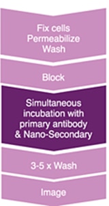 one-step staining protocol