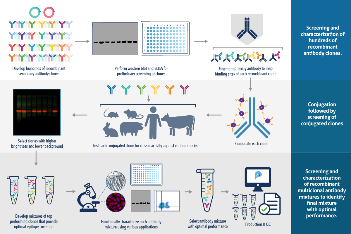 recombinant secondary antibodies production workflow