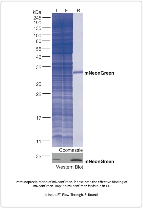 Immunoprecipitation of v5-tagged proteins with chromotek v5-trap