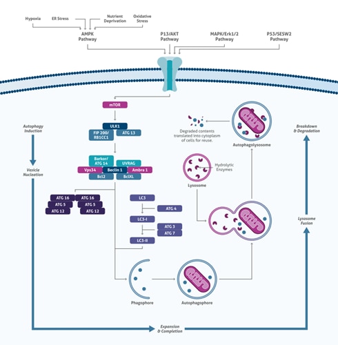 Proteintech: Autophagy in the Pathogenesis of Disease Scientific Pathway Poster