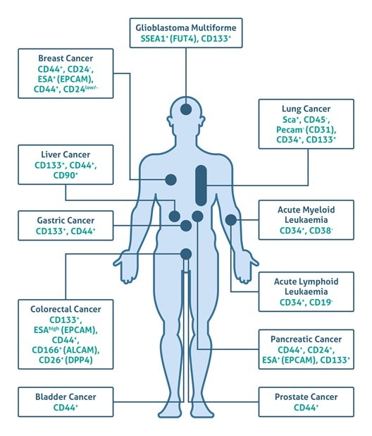 Diagram of cancer stem cell markers by cancer type