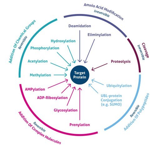 Post Translational Modifications An Overview Proteintech Group 