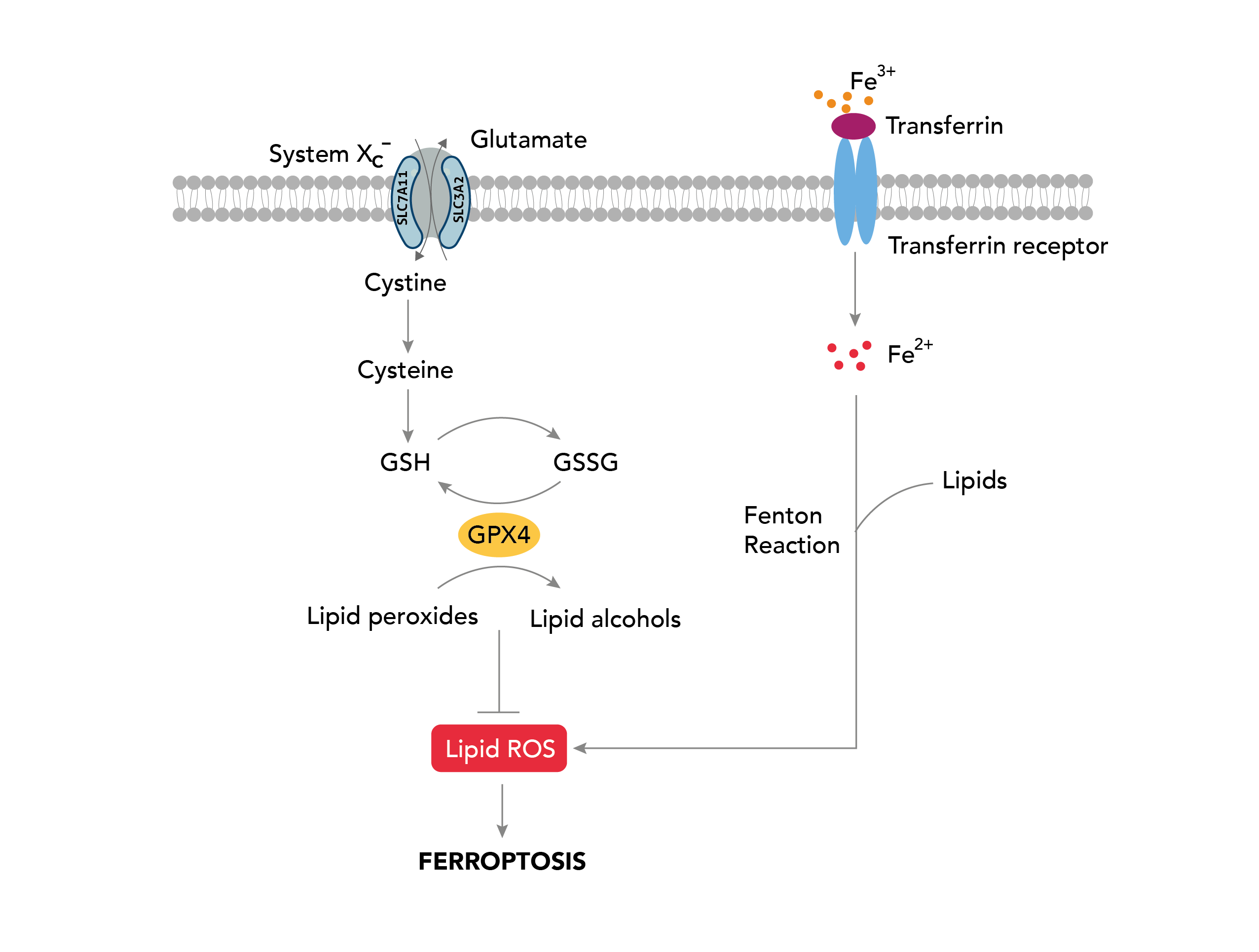 フェロトーシス経路の図