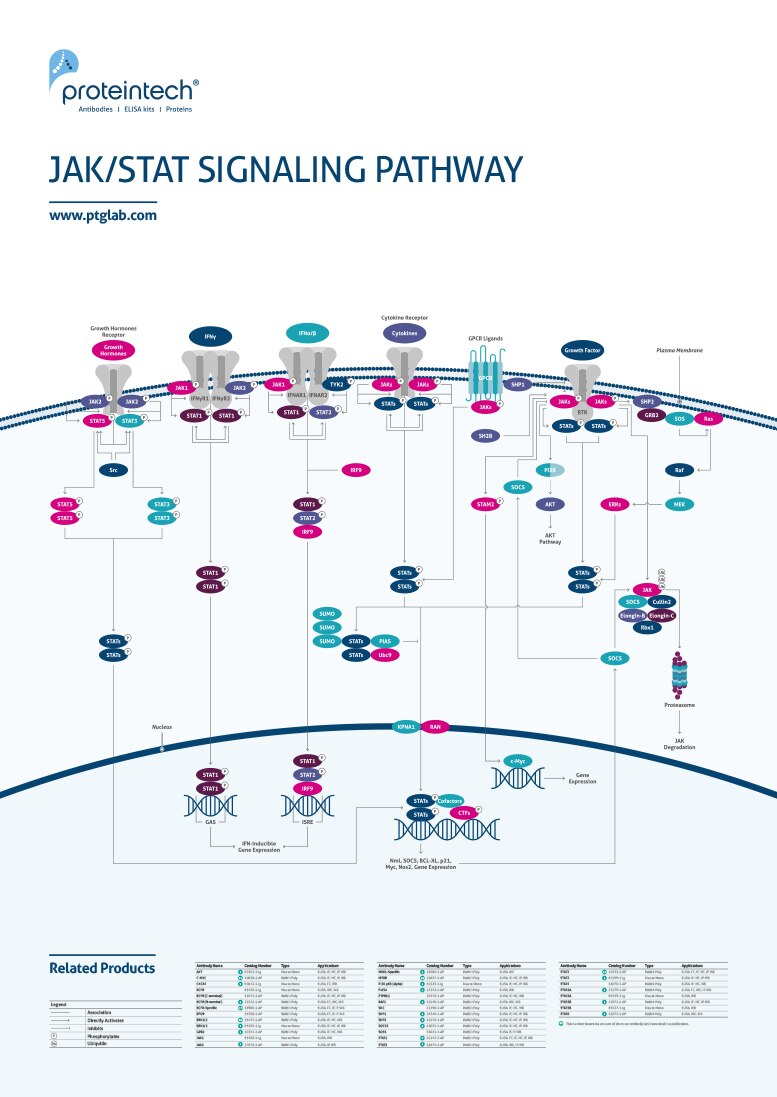 jak stat pathway