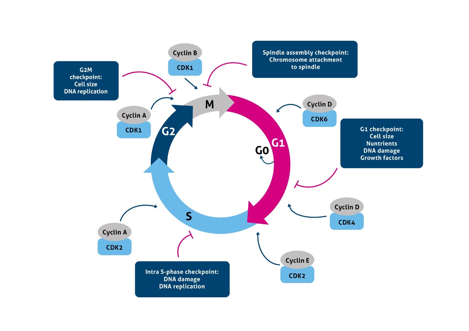 Diagram of the cell cycle and its checkpoints