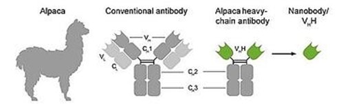Origin of Nanobodies and comparison with conventional antibody