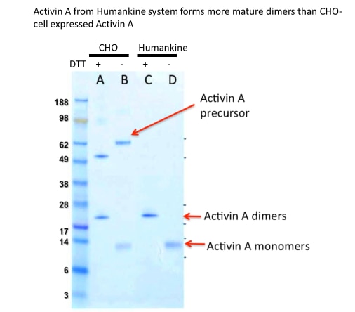 SDS-PAGE gel with Coomassie blue staining of purified activin A