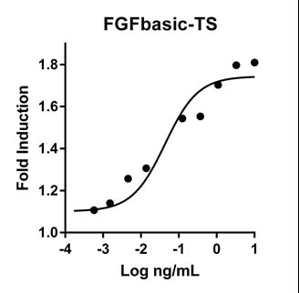 FGFbasic-TS活性の測定グラフ