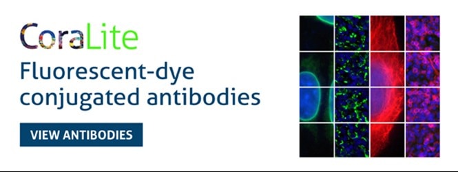 CoraLite conjugated antibodies