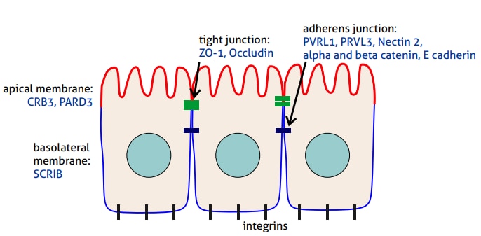 Epithelial cell polarity – apical and basolateral membranes