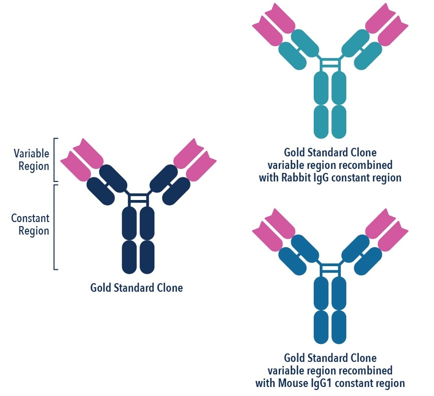 gold standard clone recombinant antibody binding sites
