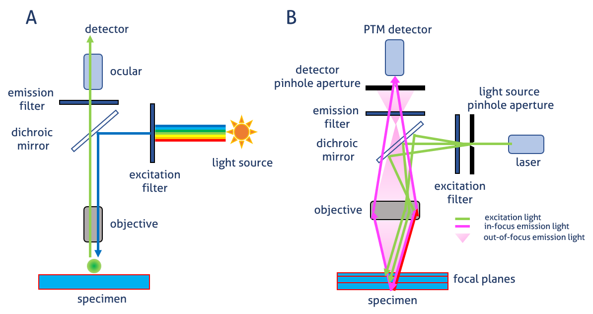 Fluorescent labels and light microscopy