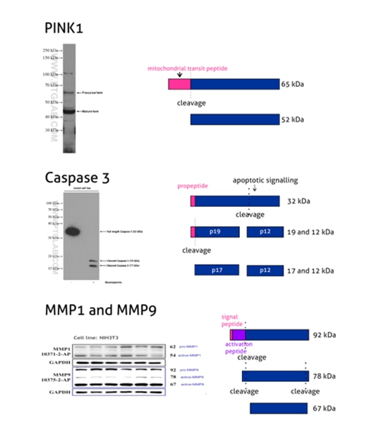 western blot, optimisation, phosphorylation, pro peptide, cleavage, PINK1, MMP1, MMP9, caspase 3