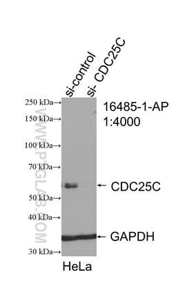 WB result of CDC25C antibody (16485-1-AP; 1:4000; incubated at room temperature for 1.5 hours) with sh-Control and sh-CDC25C transfected HeLa cells