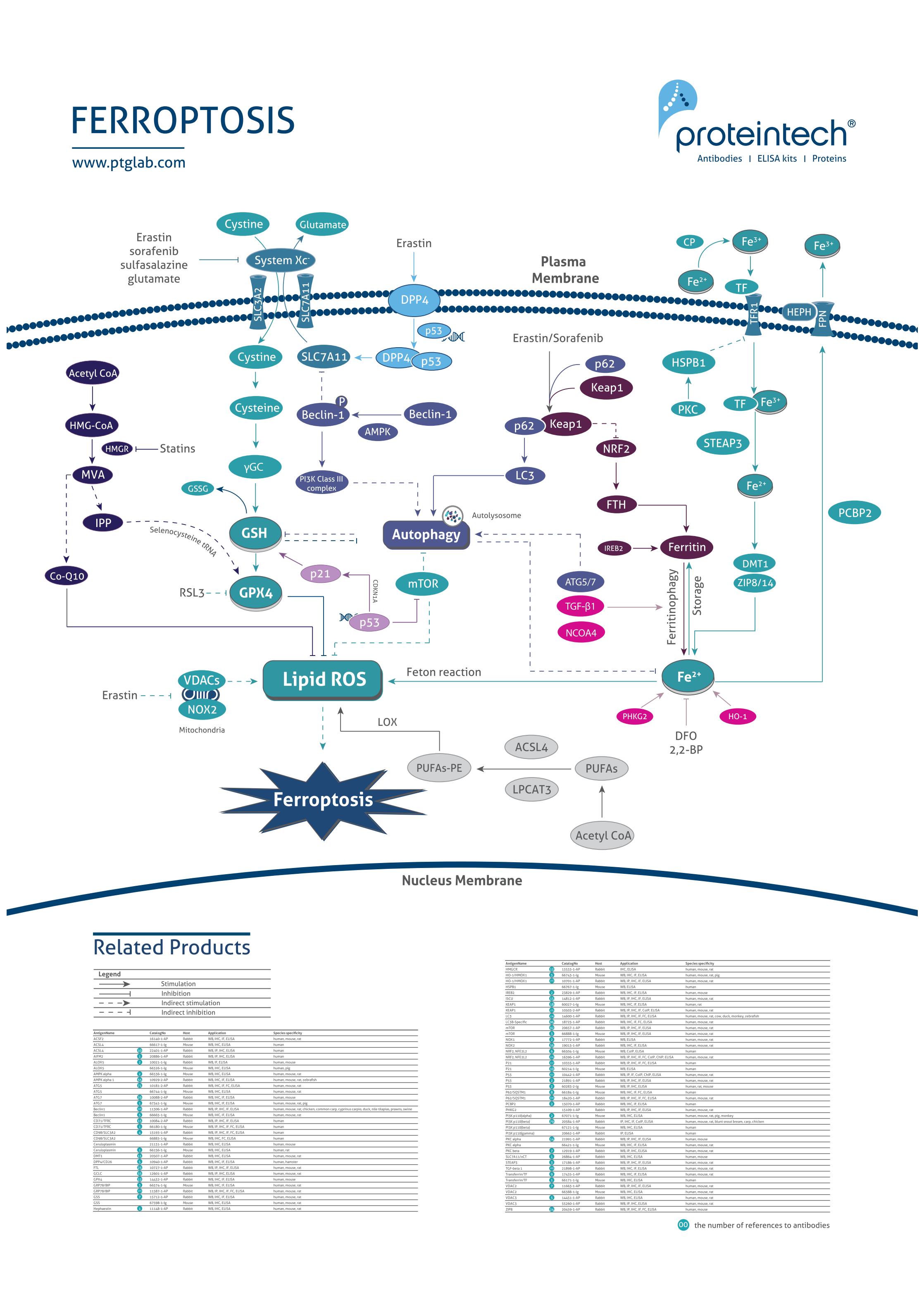 Ferroptosis pathway poster thumbnail