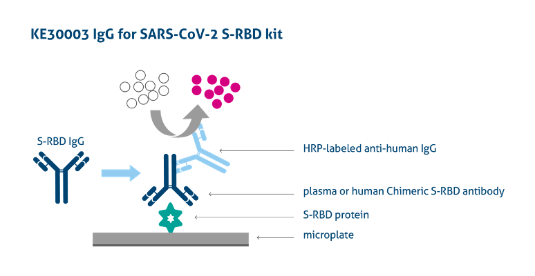 Graphic depicting ELISA kit for detecting IgG antibodies against SARS-CoV-2-S-RBD protein