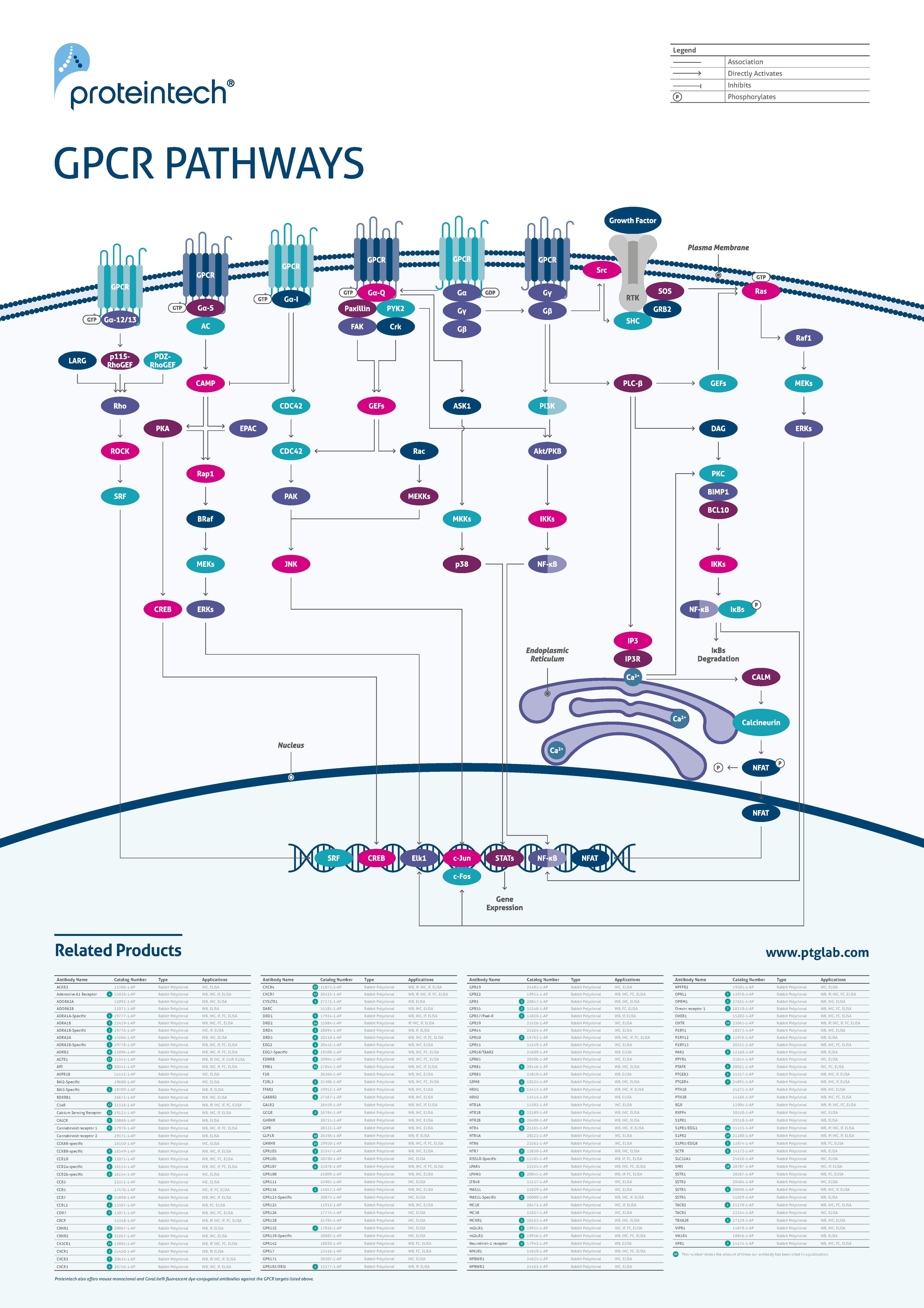 GPCR pathway poster thumbnail