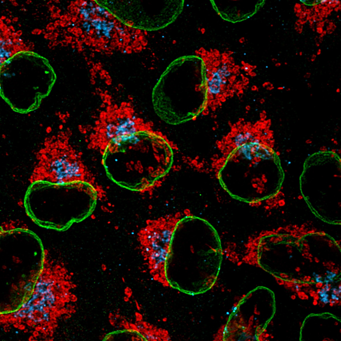 Immunofluorescence of HeLa: PFA-fixed HeLa cells were stained with anti-Lamin B1 antibody (66095-1-Ig) labeled with FlexAble CoraLite® 488 Kit (KFA021, green), anti-HSP60 (66041-1-Ig) labeled with FlexAble CoraLite® Plus 555 Kit (KFA022, red) and
anti-GORASP2 antibody (66627-1-Ig) labeled with FlexAble CoraLite® Plus 647 Kit (KFA023, cyan). Confocal images were acquired with a 100x oil objective and post-processed. Images were recorded at the Core Facility Bioimaging at the Biomedical Center, LMU Munich.