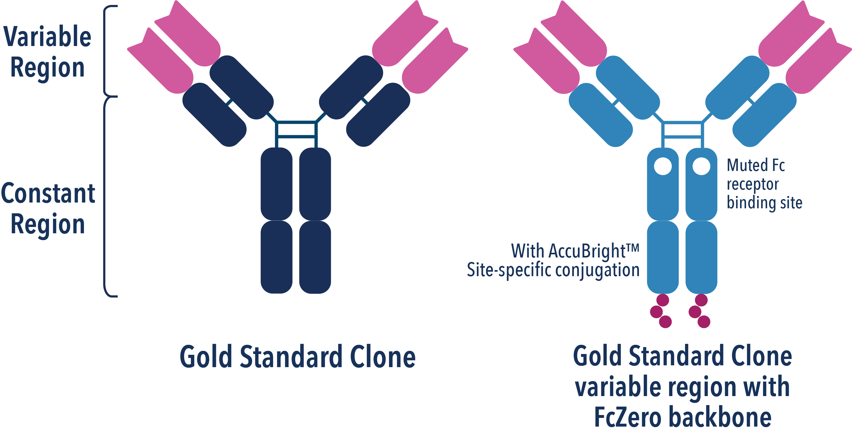 Diagram comparing a gold standard clone antibody with an FcZero backbone showing a muted Fc receptor binding site.