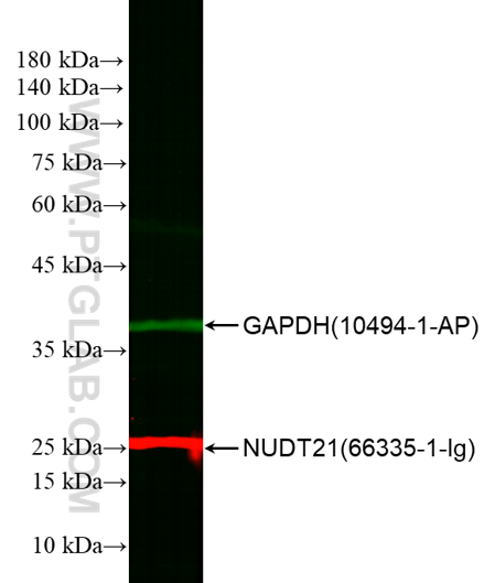 WB of HEK293 cell lysates: HEK293 cell lysates were detected with  anti-GAPDH antibody (10494-1-AP) labeled with FlexAble CoraLite® 488 Kit (KFA001, green) and anti-NUDT21 antibody (66335-1-Ig) labeled with FlexAble CoraLite® Plus 750 Kit (KFA024, red).