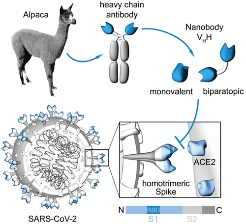 Generation of Nanobodies blocking the SARS-CoV-2 RBD:ACE2 interface