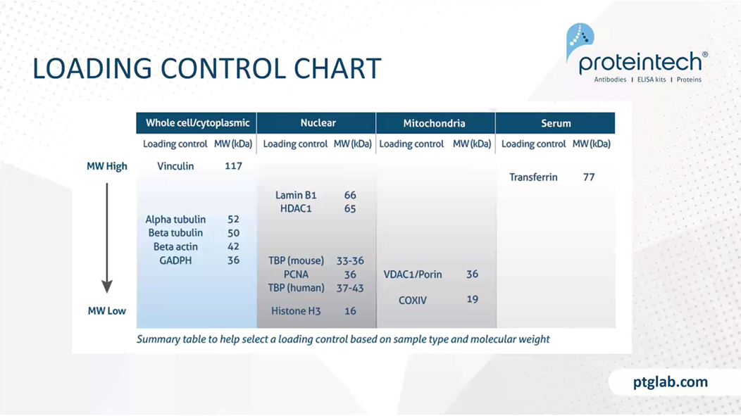 Summary table on selecting a loading control for your sample type with a different molecular weight to your protein of interest