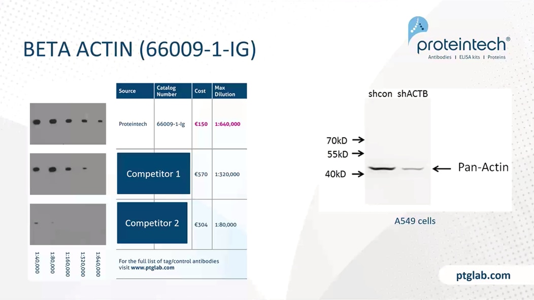 Comparing Proteintech Beta actin mouse monoclonal antibody against our competitors'