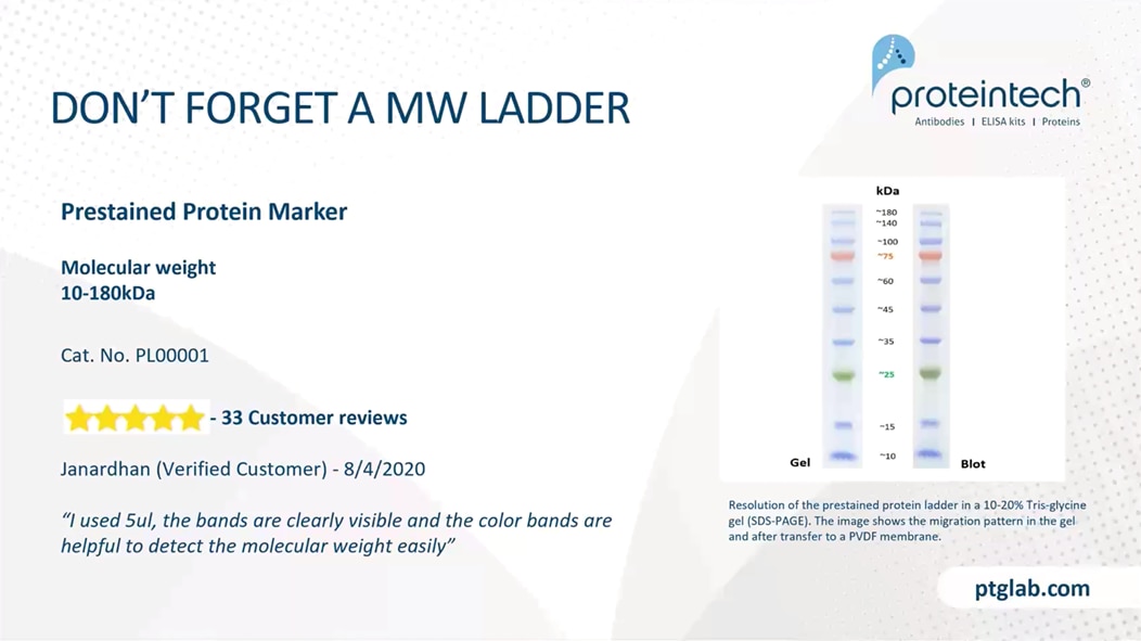 Prestained protein ladder for western blot experiments