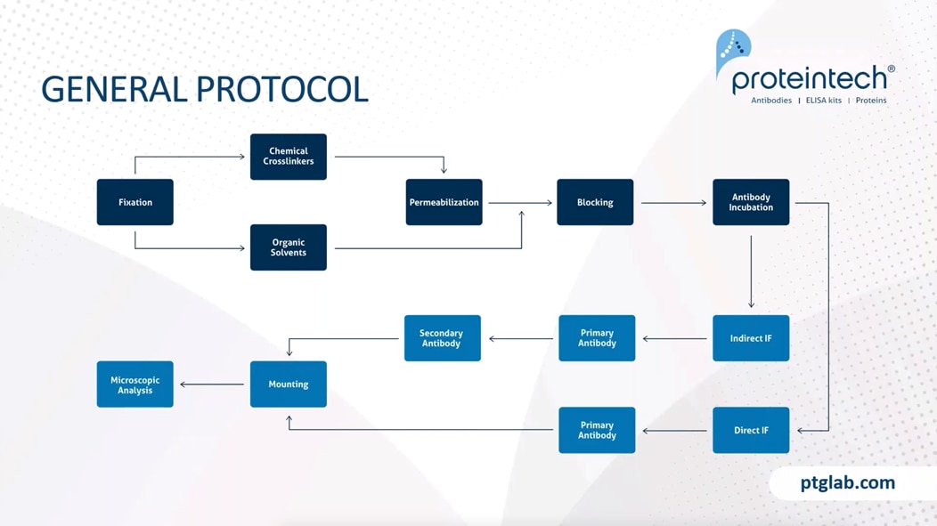 General protocol for immunofluorescence