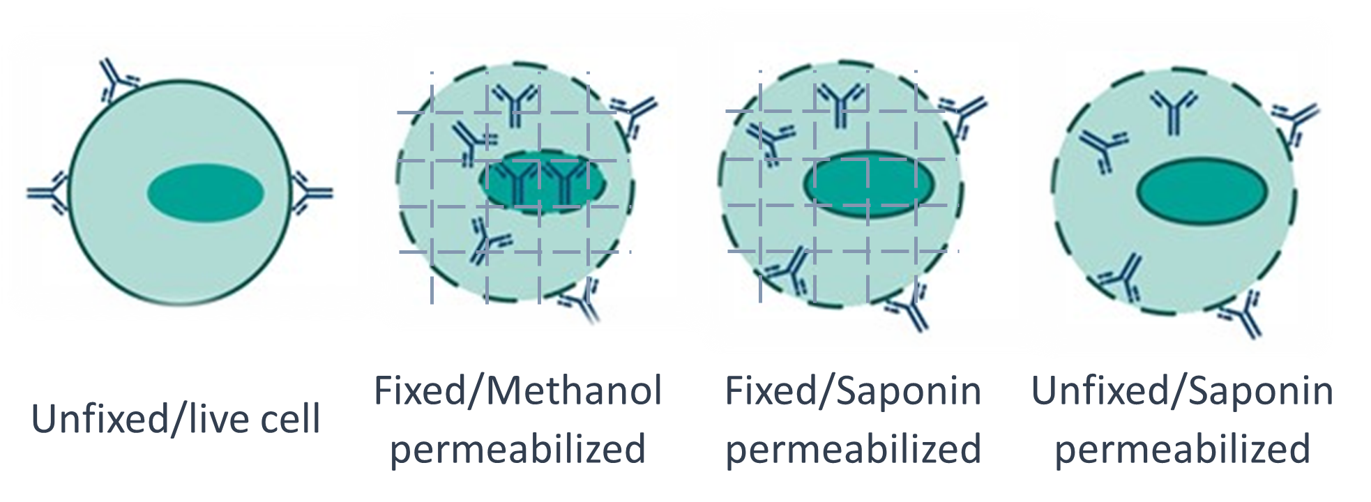 Schematic representation of fix and perm approaches