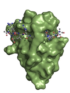 Spot-nanobody in green binding to spot peptide