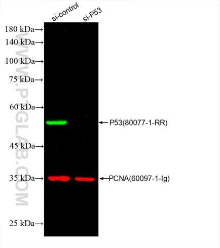  WB of A431 cell lysates: siRNA transfected A431 cell lysates were detected with anti-P53 antibody (80077-1-RR) labeled with FlexAble CoraLite Plus 550 Kit (KFA002, green) and anti-PCNA antibody (60097-1-Ig) labeled with FlexAble CoraLite Plus 650 Kit (KFA023, red).