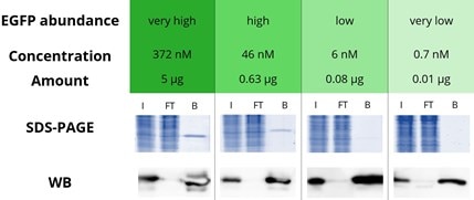 Proteins expressed at low levels: IP with GFP-Trap