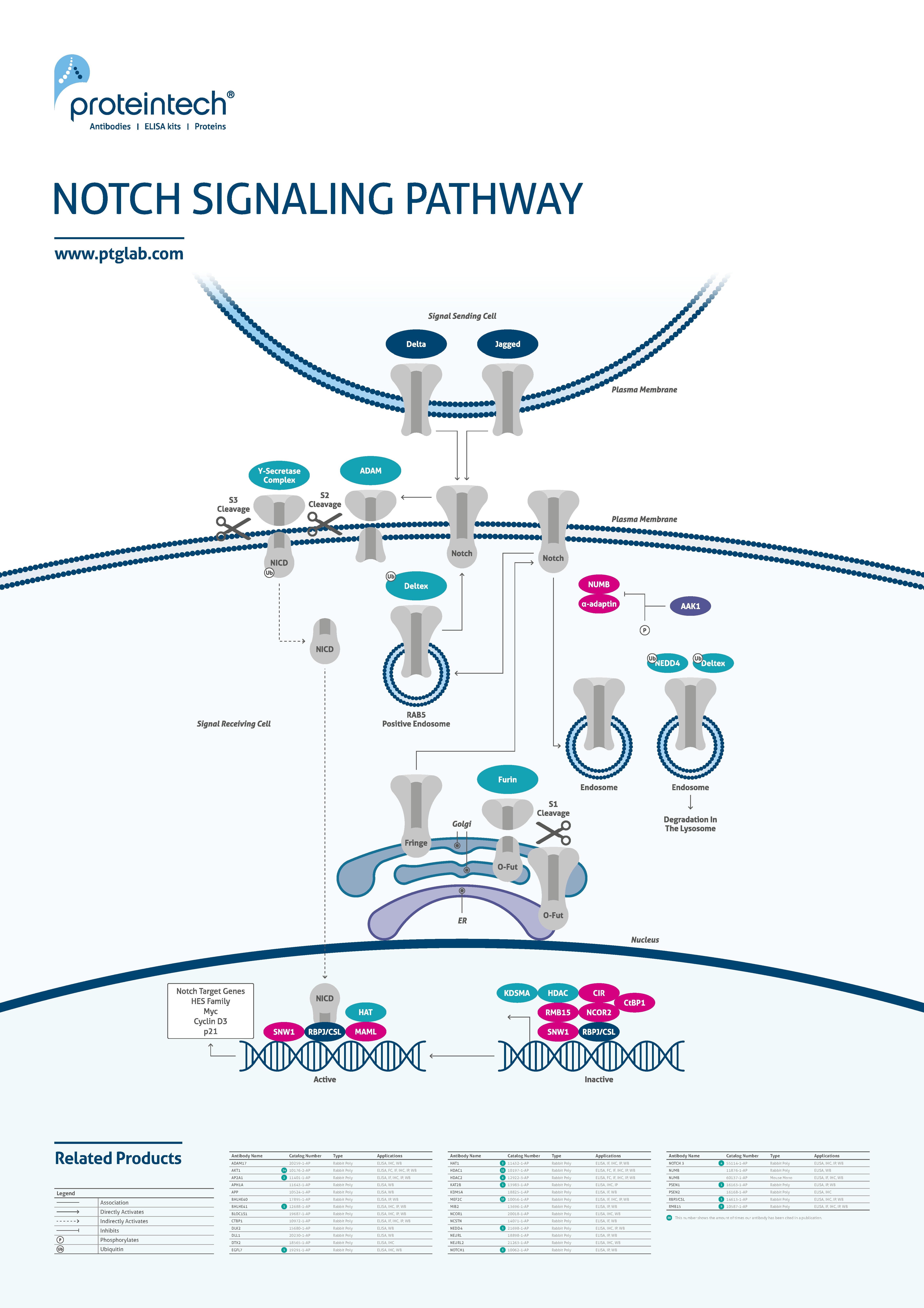 NOTCH signaling poster thumbnail