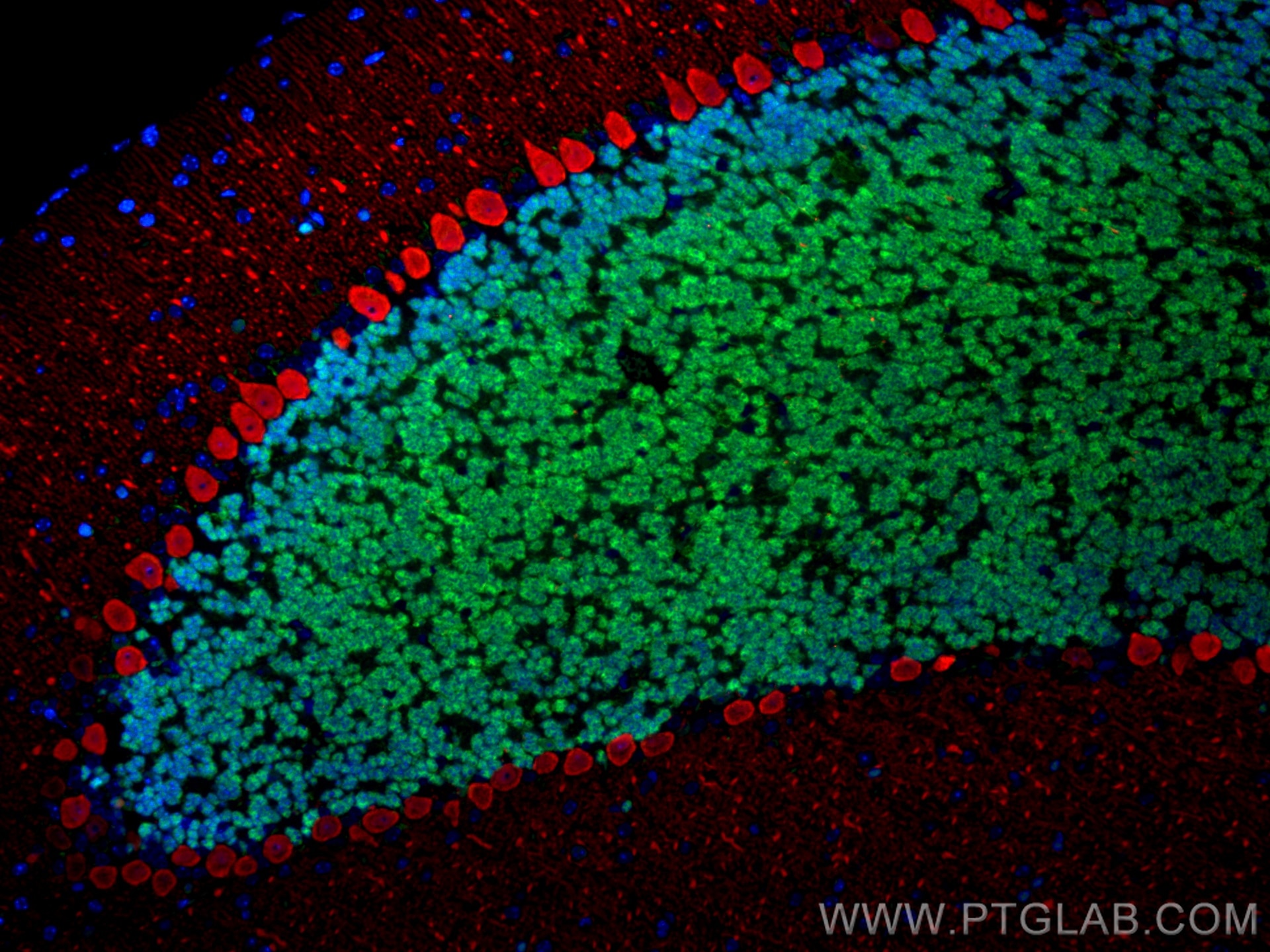 Immunofluorescence (IF) analysis of mouse cerebellum FFPE tissue stained with rabbit anti-NeuN polyclonal antibody (26975-1-AP, green) and mouse anti-Calbindin-D28k monoclonal antibody (66394-1-Ig, red). Multi-rAb CoraLite® Plus 488-Goat Anti-Rabbit Recombinant Secondary Antibody (H+L) (RGAM002, 1:500) and Multi-rAb CoraLite® Plus 594-Goat Anti-Mouse Recombinant Secondary Antibody (H+L) (RGAM004, 1:500) were used for detection.  