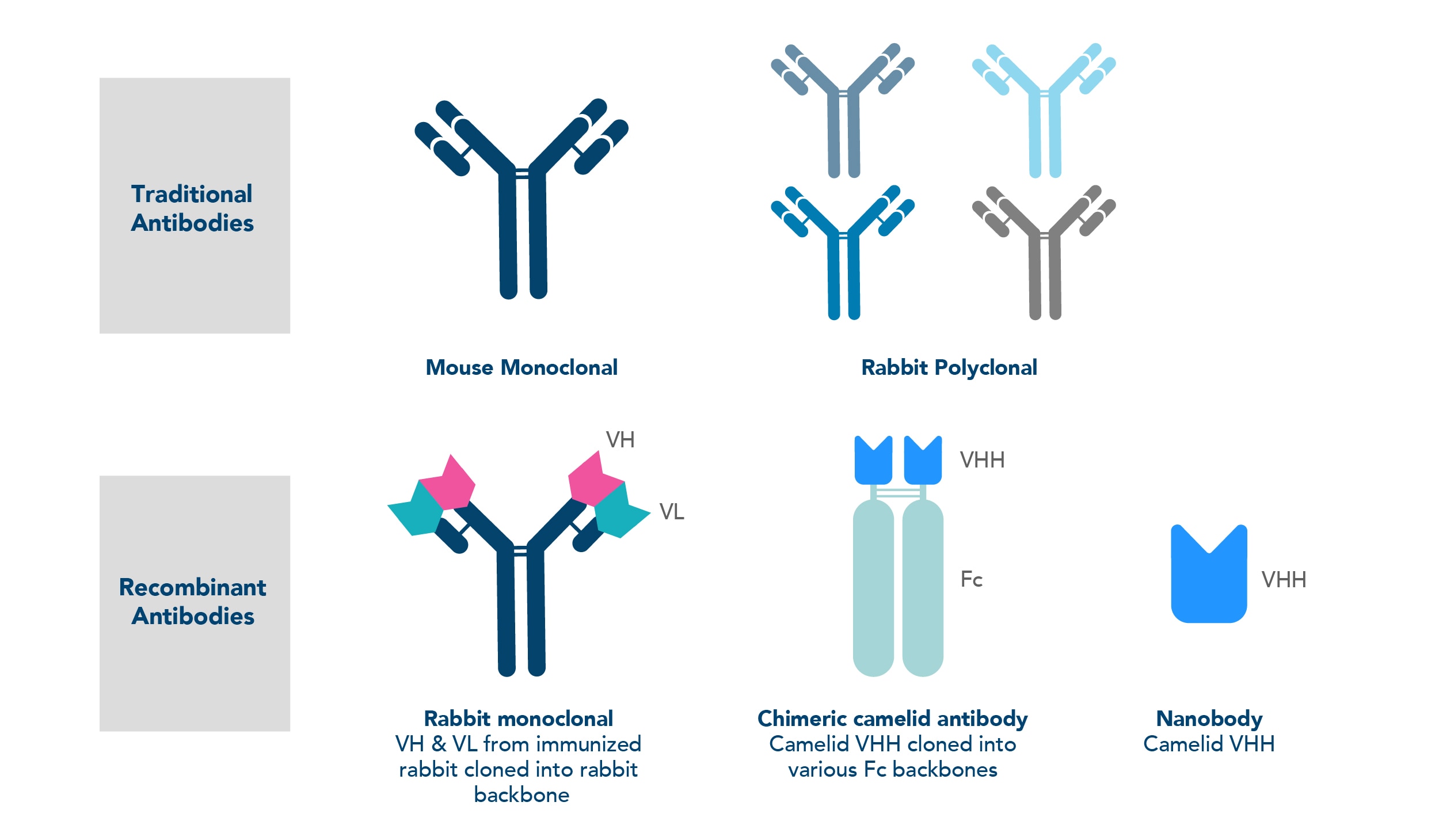 Comparison between traditional antibodies and recombinant antibodies
