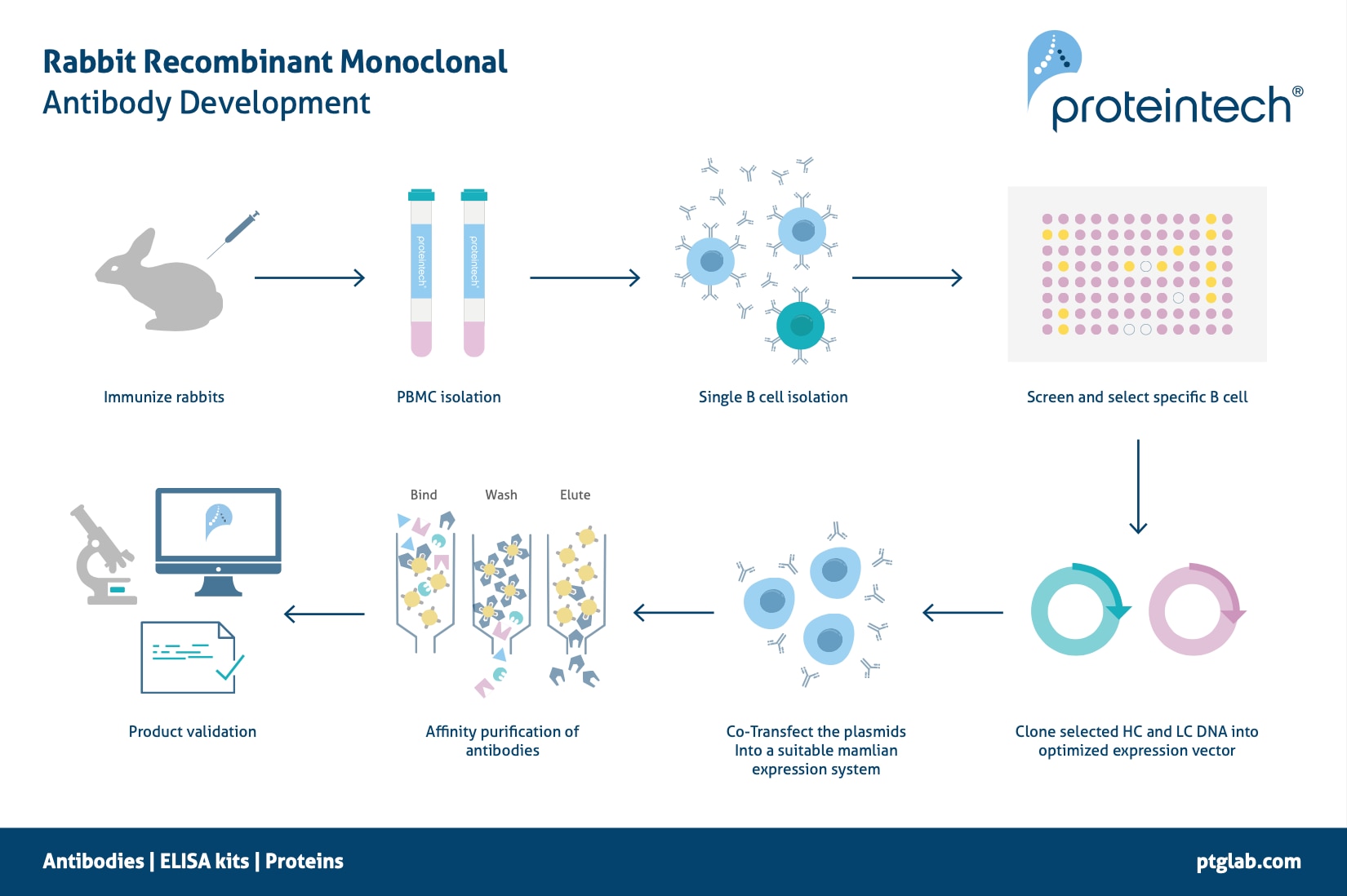 Rabbit recombinant monoclonal antibody development process