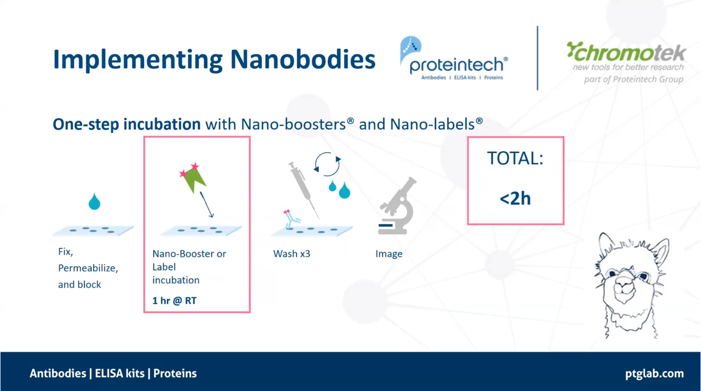 Reduce your IF workflow time to less than 2 hours using ChromoTek (now part of Proteintech) Nano-Boosters and Nano-Labels