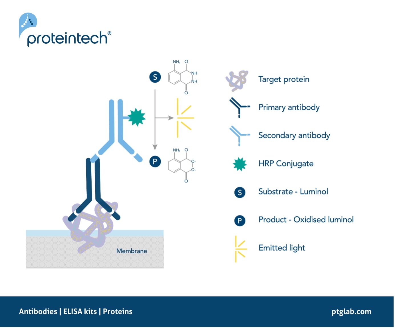 Signal generation in chemiluminescent western blotting