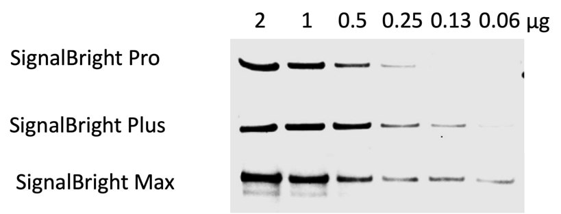 Comparison of Proteintech's SignalBright Enhanced Chemiluminescent Substrate