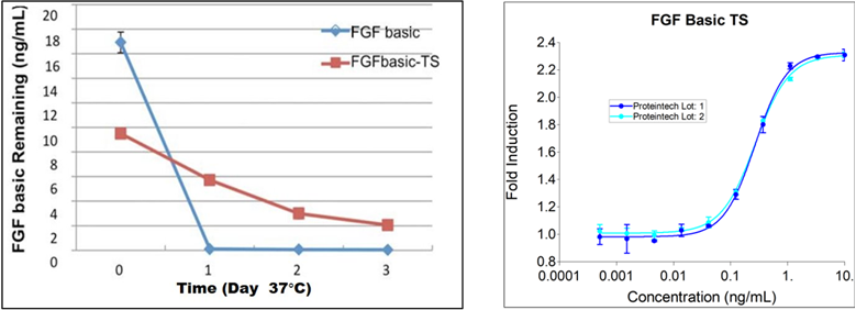 Proteintech FGF basic-TS is stable in serum-free medium w/o cells for up to 3 days at 37°c, due to consistent, superior stability compared to competitor E.coli derived product. HumanKine proteins also have high purity and consistent lot-to-lot activity.
