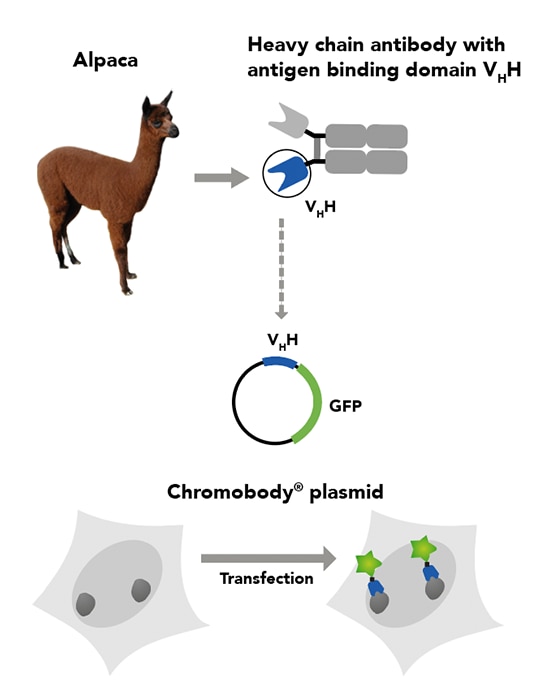 Scheme of a cell expressing Chromobodies upon transfection with the Chromobody DNA plasmid