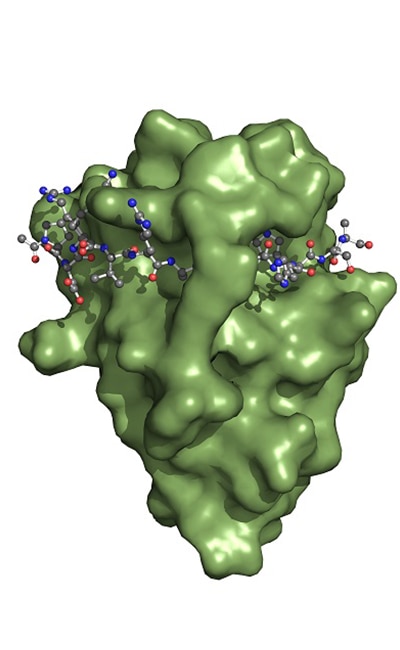 Interaction of Spot-Nanobody (green) with Spot Peptide